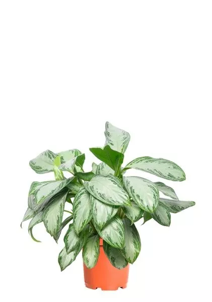 Аглаонема Сильвер Бей 21/50 см