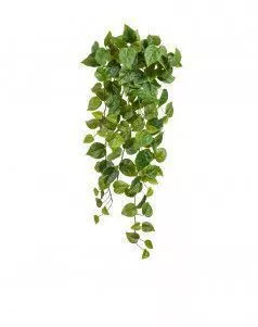 Филодендрон Сканденс ампельный