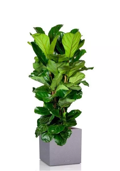 Фикус Лирата 3 ствола 34/150 см в CANTO STONE LOW 40