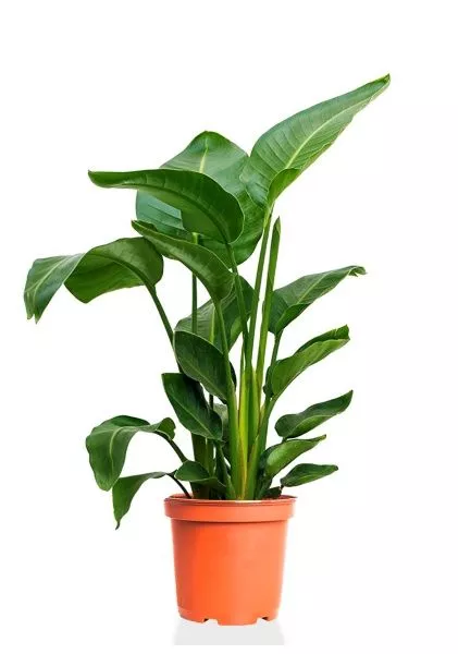 Стрелиция Николай 24/120 см