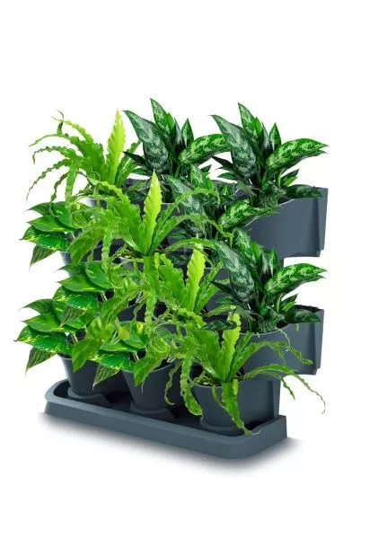 Набор растений "Зеленая стена 1"