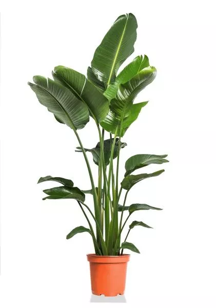 Стрелиция Николай 27/170 см