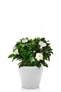 Гардения Жасминовидная в CLASSICO LS 21