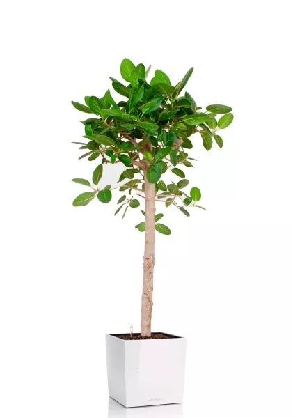 Фикус Бенгальский Одри на штамбе 24/110 см в CUBE 30