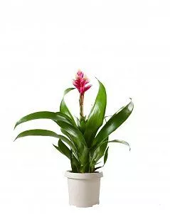 Гузмания Королевская розовая 13/55 см