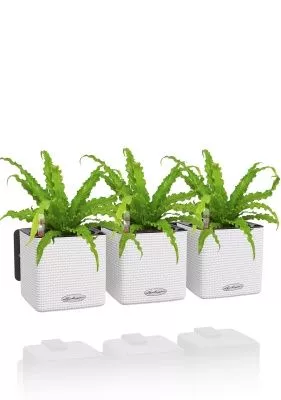 Асплениум Антикум Осака в ЗЕЛЕНАЯ СТЕНА Home Kit Color 15, белый