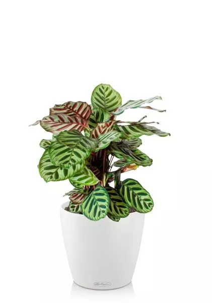 Калатея Макояна 14/45 см в CLASSICO 18