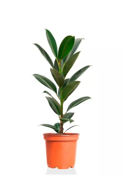 Фикус Эластика Мелани 14/45 см