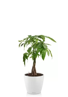 Пахира Акватика косичка 14/50 см в CLASSICO COLOR 18