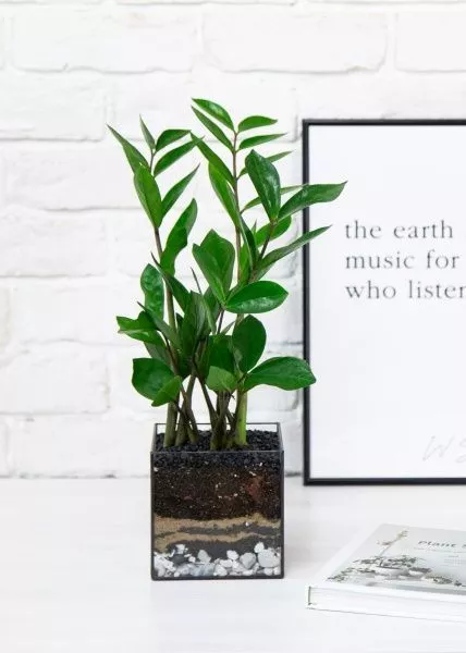 Флорариум с Замиокулькасом 45 см в кубе