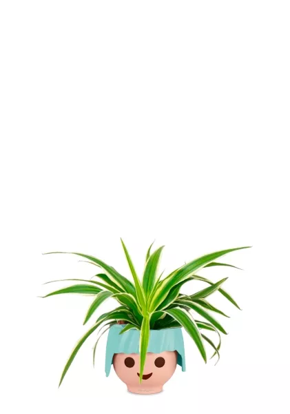 Хлорофитум Айриш 12/30 см в OJO