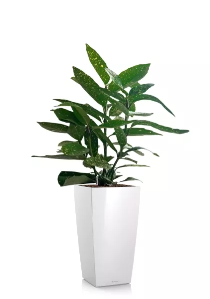 Аукуба Японика Вариегата 17/40 см в CUBICO 22