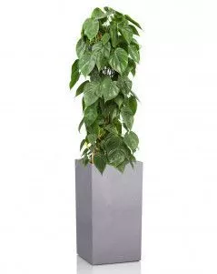 Филодендрон на решетке в CANTO STONE HIGH 30