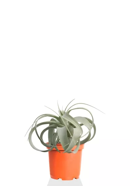 Тилландсия Ксерографика