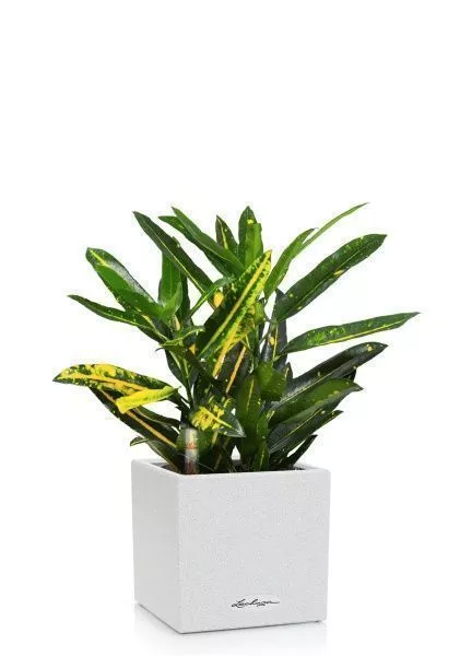 Кротон Санни в CANTO STONE 14