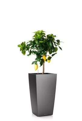 Цитрус Лимон 21/80 см в CUBICO 30, антрацитовый металлик