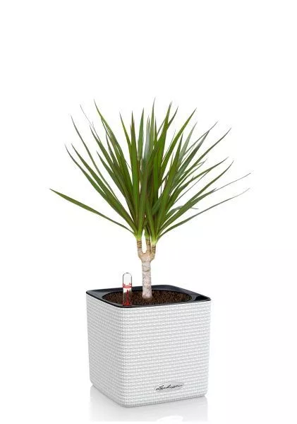 Драцена Маргината 1 ствол 12/40 см в CUBE COLOR 14