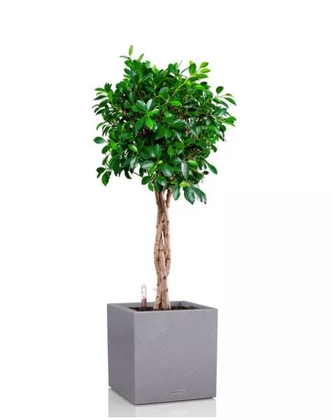 Фикус Нитида переплетенный 23/110 см в CANTO STONE LOW 30