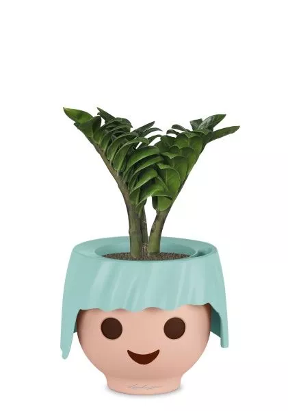 Замиокулькас Зензи в OjO