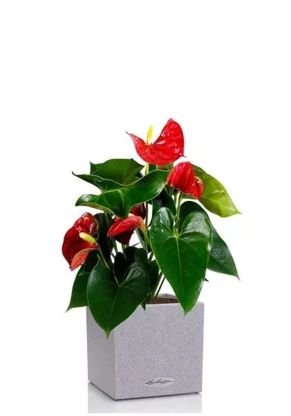 Антуриум Андрианум красный 12/40 см в CANTO STONE 14