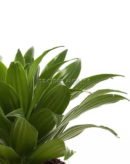 Драцена Компакта в CUBE GLOSSY 14