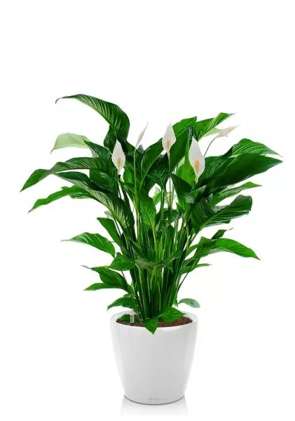 Спатифиллум Свит 24/110 см в CLASSICO LS 28