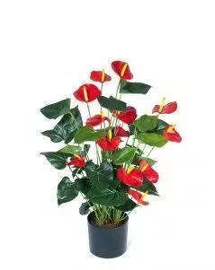 Антуриум Де Люкс большой красный