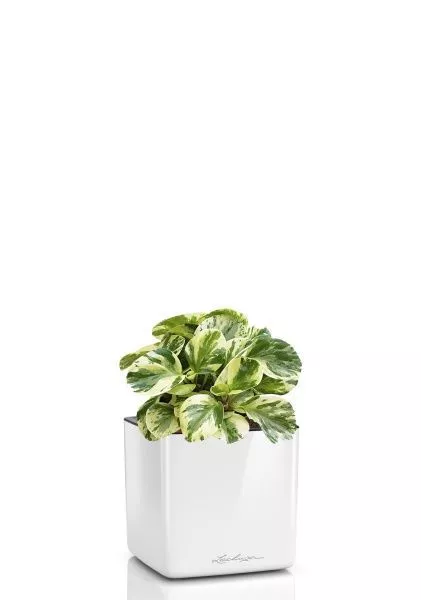 Пеперомия Биколор в CUBE GLOSSY 14