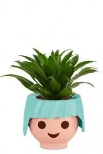 Драцена Компакта в OJO 25 см