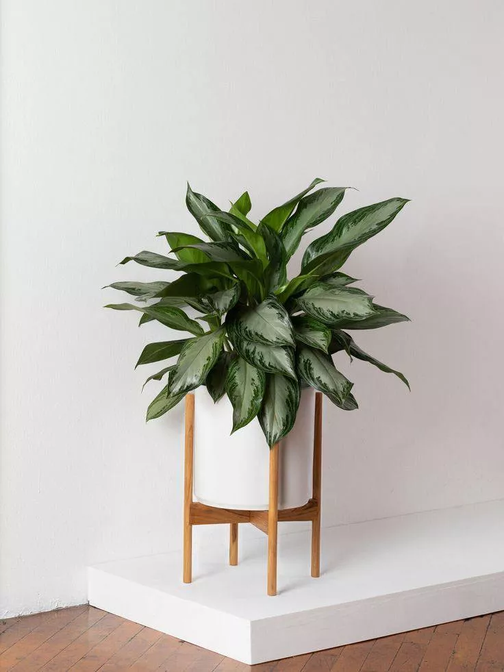 Какие комнатные цветы можно подарить на новоселье? Какие комнатные цветы можно подарить на новоселье?