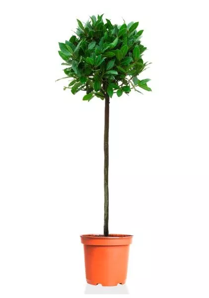 Лавр Нобилис 21/120