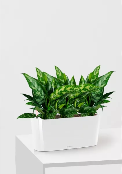 Аглаонема Мария в DELTA 20