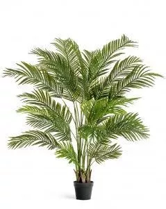 Пальма Арека Хризалидокарпус