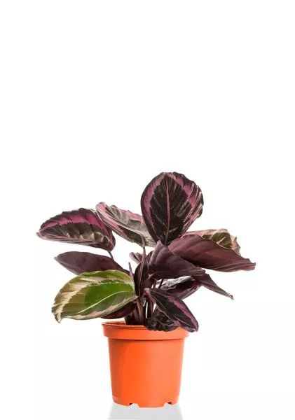 Калатея Розеопикта 15/40 см