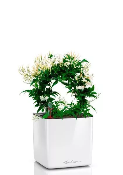 Жасмин на опоре 12/35 см в CUBE GLOSSY 14