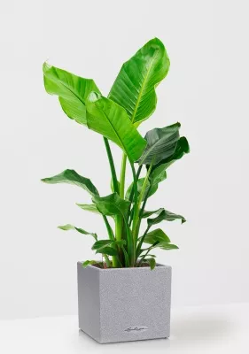 Стрелиция Николай 24/120 в CANTO Stone low 30, серый камень