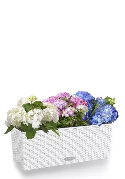 Гортензия Цветной Микс в BALCONERA Cottage 50