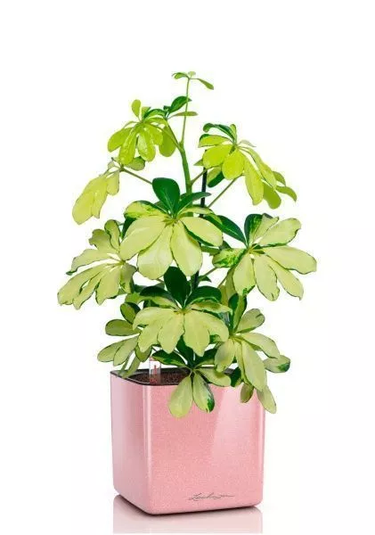 Шеффлера Мелани 12/40 в CUBE GLOSSY KISS 14