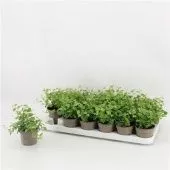 Фикус Пумила White Sunny d9 см h15 см