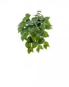 Филодендрон крупнолистный ампельный малый