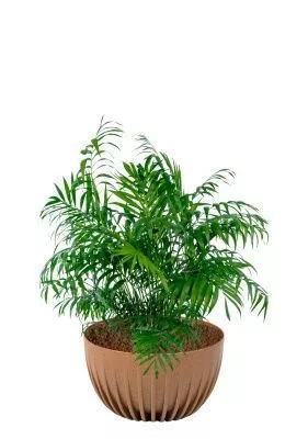 Хамедорея Элеганс 20/100 см в миске MIRA ECO RECYCLED 240