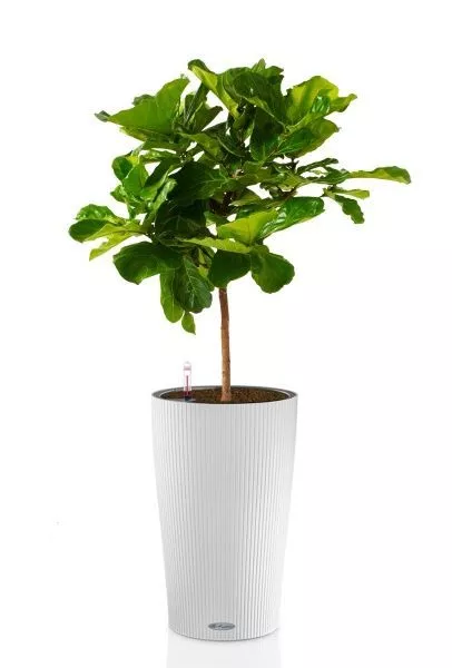 Фикус Лирата на стволе 24/120 см в CILINDRO COLOR 32