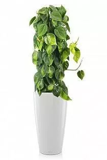 Филодендрон Бразил RONDO 32