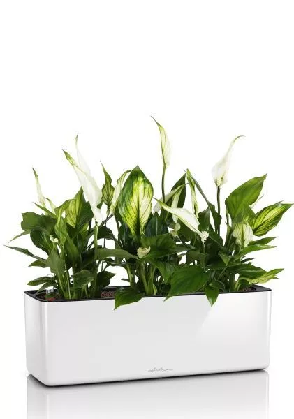 Спатифиллум в CUBE GLOSSY TRIPLE