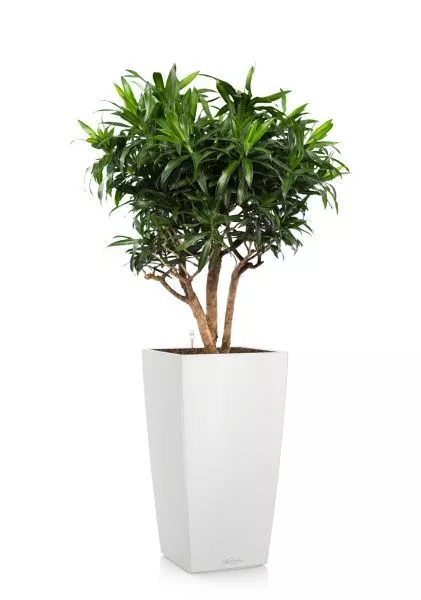 Драцена Песнь Ямайке СUBICO COLOR 30