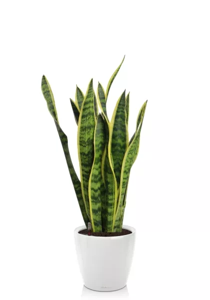 Сансевиерия Лауренти 17/60 см в CLASSICO LS 21