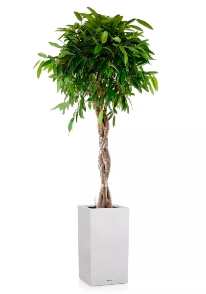 Фикус Амстел Кинг переплетенный 30/140 см в CANTO STONE HIGH 40