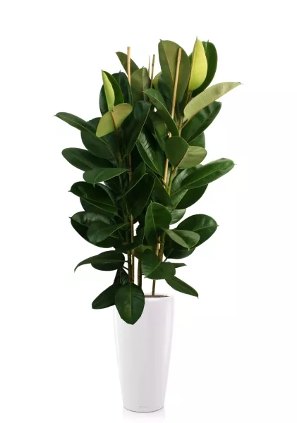 Фикус Эластика Робуста 3 ствола 35/160 см в RONDO 40