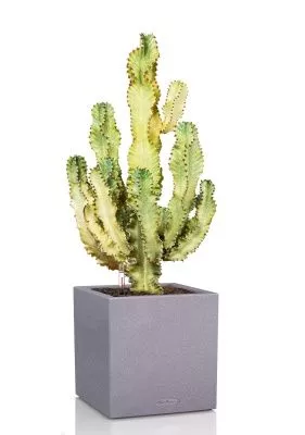 Эуфорбия Ингенс в CANTO STONE LOW 40, серый камень