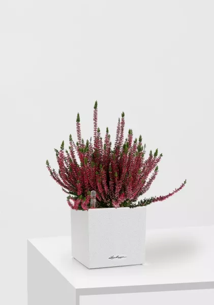 Вереск (Эрика) бордовый в CANTO Stone 14